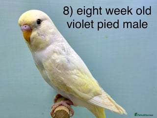 Budgerigars birds - Advert 19