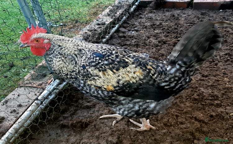 Chickens poultry Cockerels for free - Advert 12