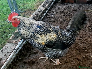 Chickens poultry Cockerels for free - Advert 13