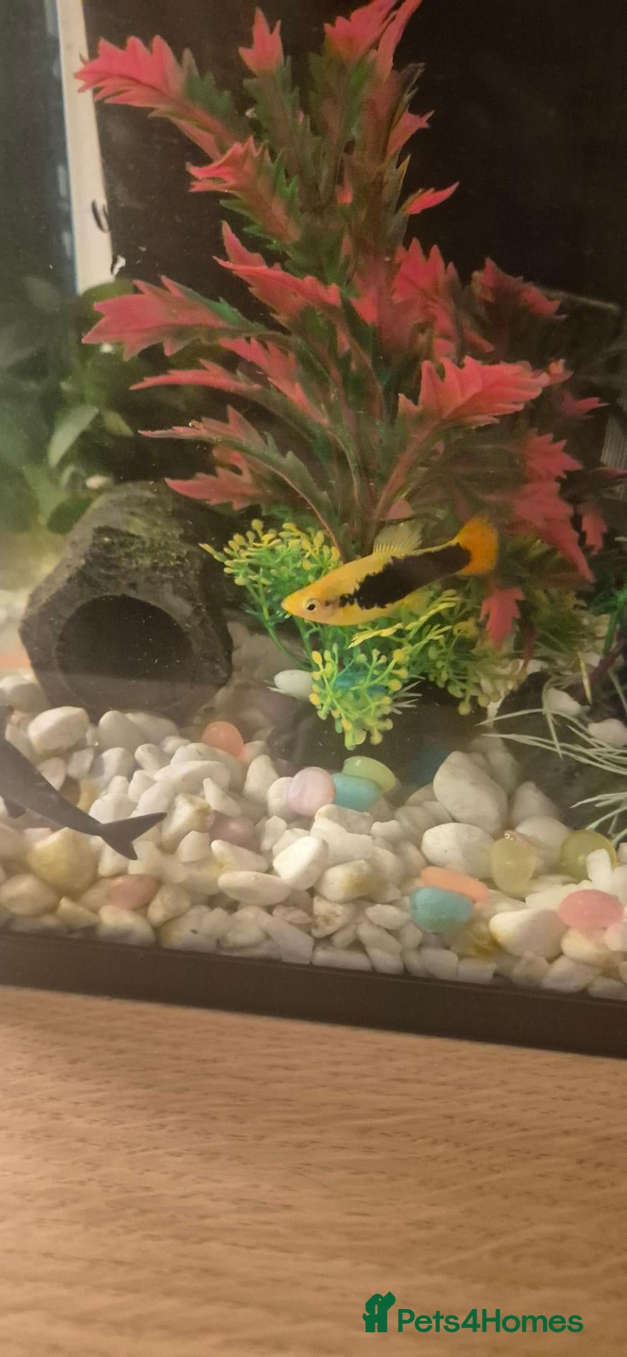 Platies fish 8 Sunburst Tuxedo Platies - Advert 9