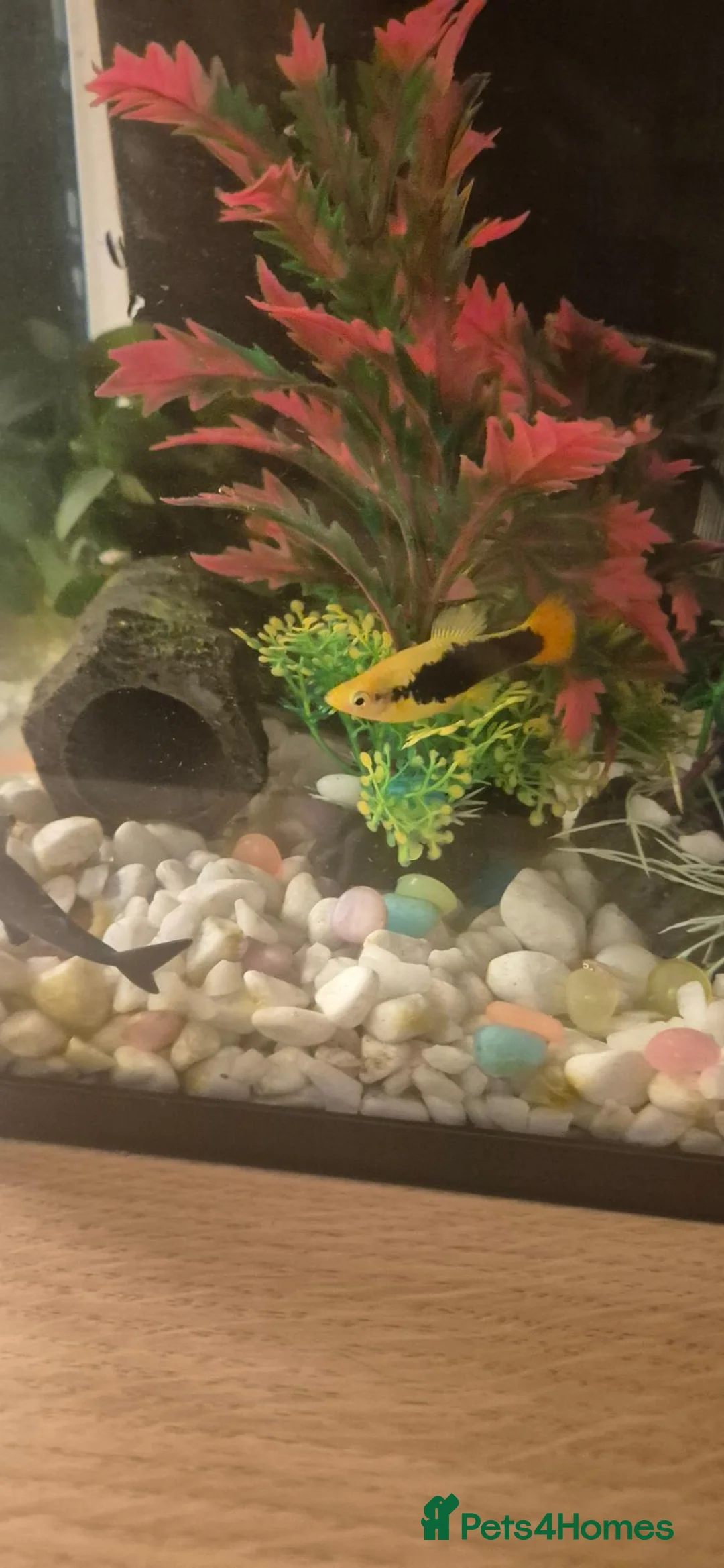 Platies fish for sale: 8 Sunburst Tuxedo Platies in Southend-on-Sea - Advert 1
