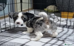 Jack Russell dogs for sale: Jack Russell Pups (ready 24th July) - Image 22