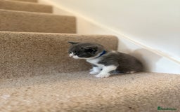 British Shorthair cats for sale: GCCF Bi-colour Blue and white BSH - Image 8