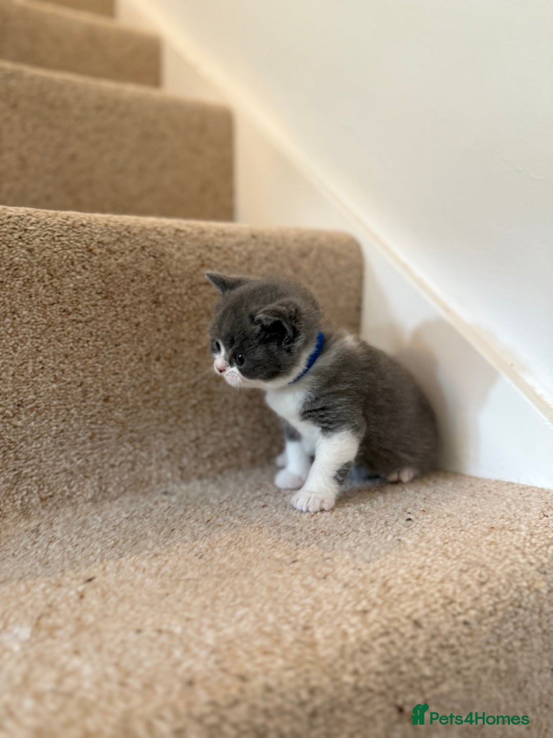 British Shorthair cats for sale: GCCF Bi-colour Blue and white BSH - Image 8
