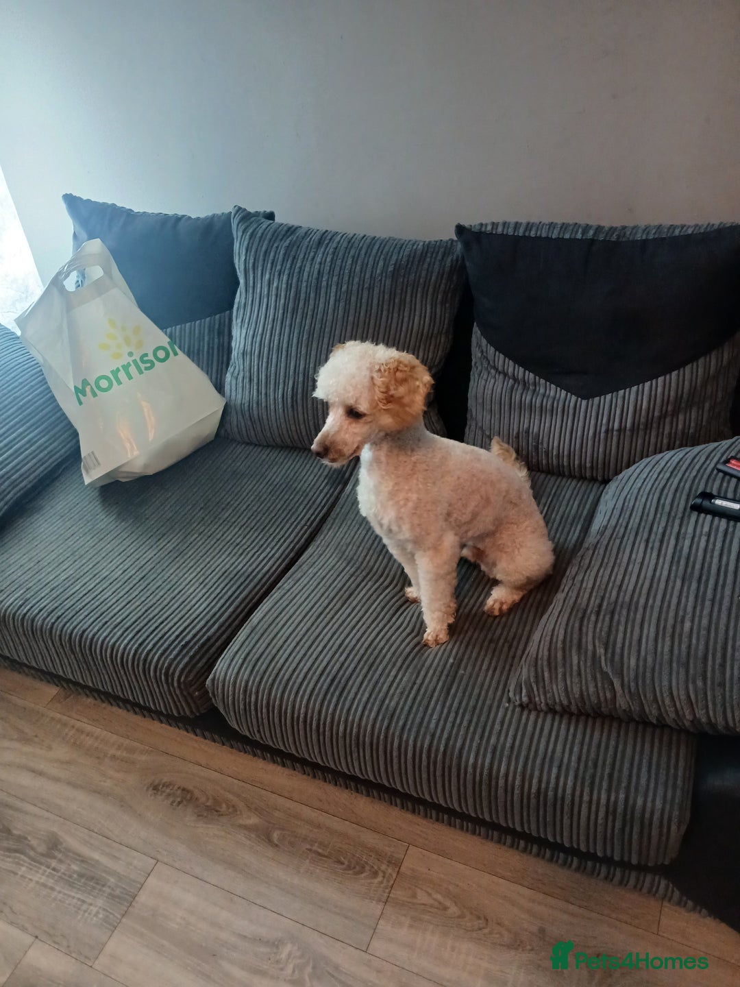 Miniature Poodle dogs for stud: Miniature poodle stud dog - Advert 11