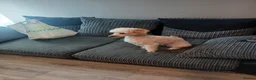 Miniature Poodle dogs for stud: Miniature poodle stud dog - Advert 11
