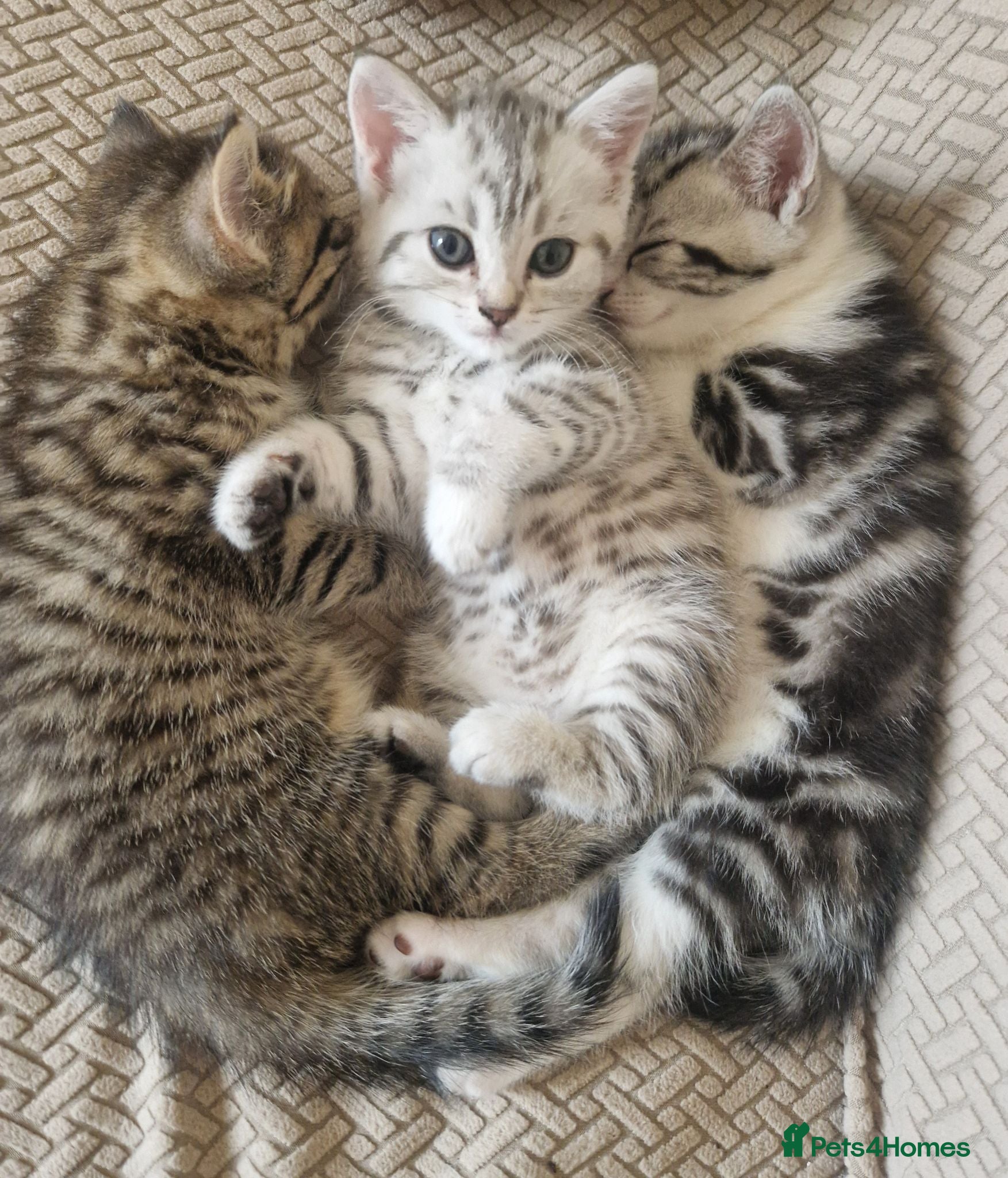 British Shorthair cats British Shorthair Cross Kittens - Advert 3
