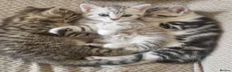 British Shorthair cats for sale: British Shorthair Cross Kittens - Advert 1