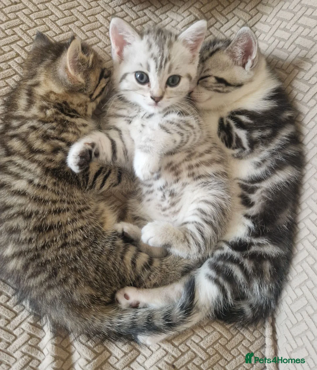 British Shorthair cats for sale: British Shorthair Cross Kittens - Advert 1