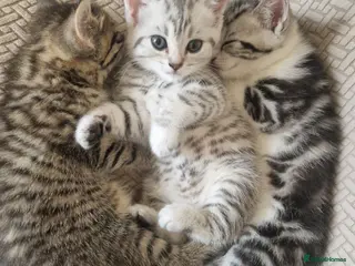 British Shorthair cats British Shorthair Cross Kittens - Advert 10