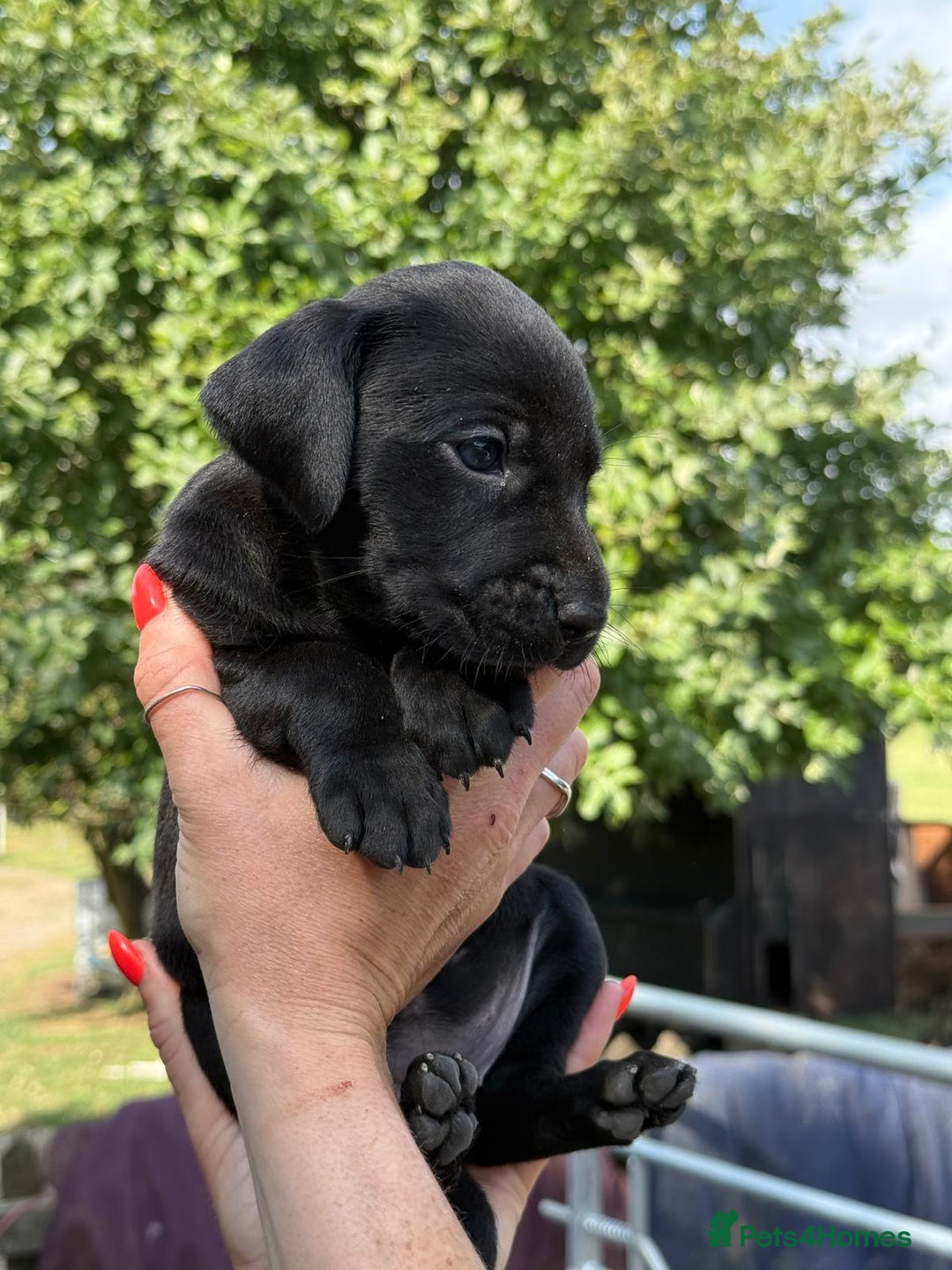 Mixed Breed dogs for sale: Exceptional Weimador pups  - Image 18