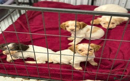 Cocker Spaniel dogs for sale: Working cocker spainel puppies  - Advert 7