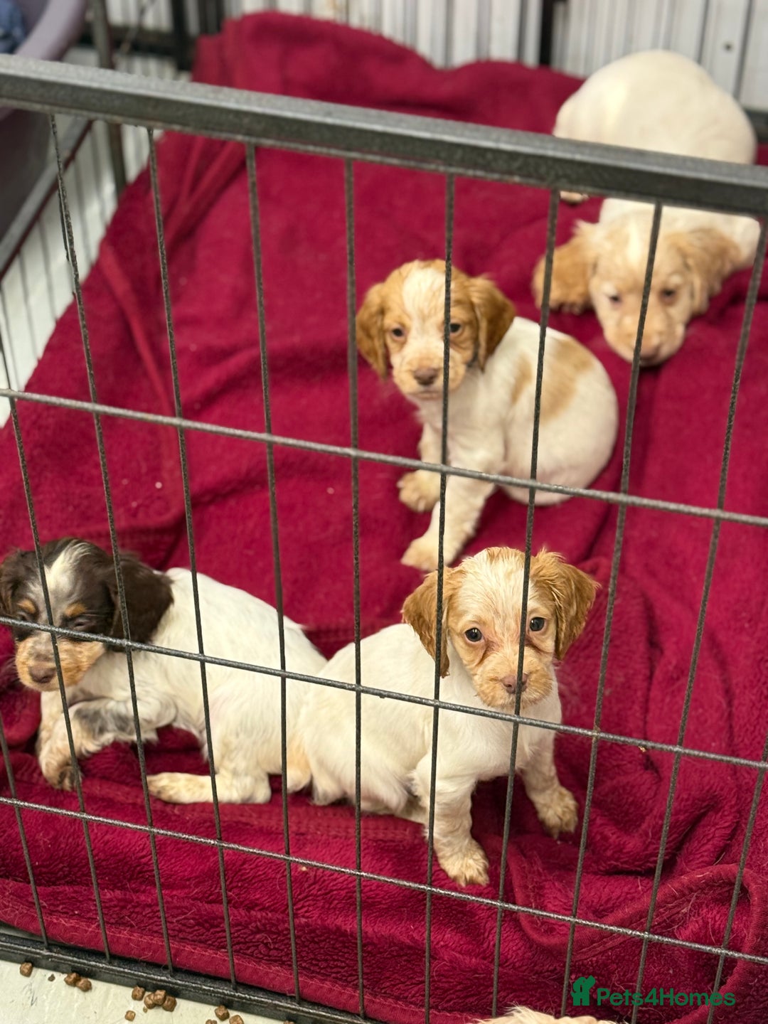 Cocker Spaniel dogs for sale: Working cocker spainel puppies  - Advert 7