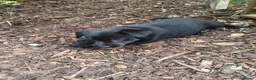 Borador dogs for sale: Labrador x collie puppies  - Advert 5