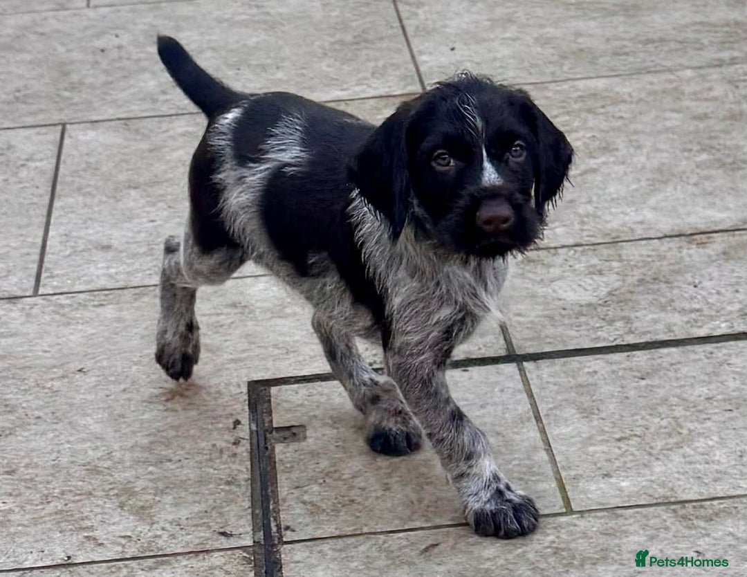 German Wirehaired Pointer dogs for sale: KC registered German Wirehaired Pointers - Advert 6