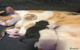 Mixed Breed cats for sale: 2 girls 2 boys beautiful playful kittens - Image 4