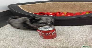 Pomchi dogs 3/4 Pomeranian  - Advert 5