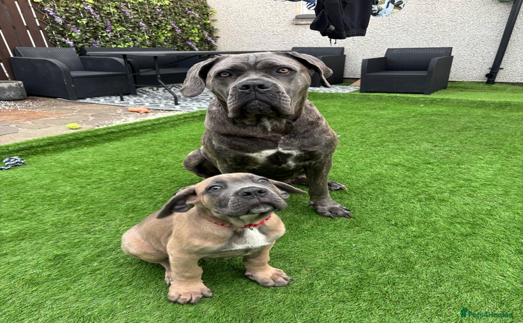 Cane Corso dogs - Advert 1