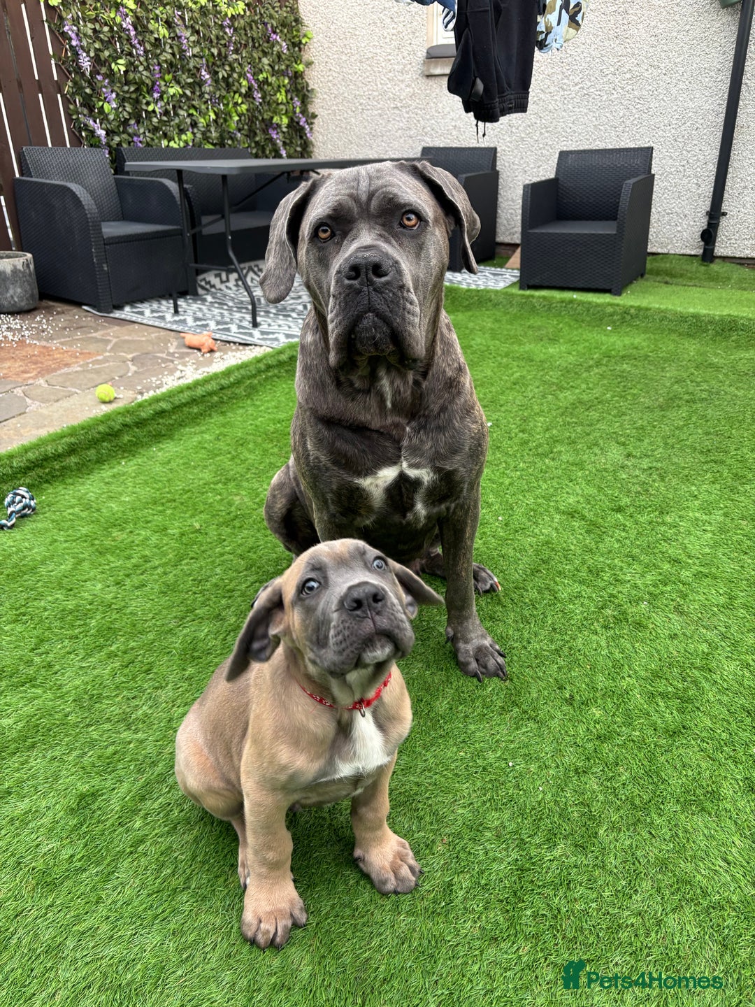 Cane Corso dogs for sale: Cane Corso Pups  - Image 1