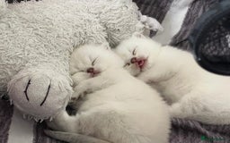 Scottish Fold cats for sale: Scottish straight boy and girl - Image 10