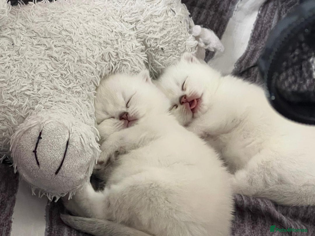 Scottish Fold cats for sale: Scottish straight boy and girl - Image 10