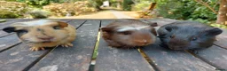 Guinea Pig rodents for sale: Beautiful baby Guinea Pigs  - Advert 6