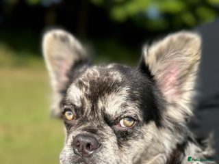 French Bulldog dogs - Advert 8