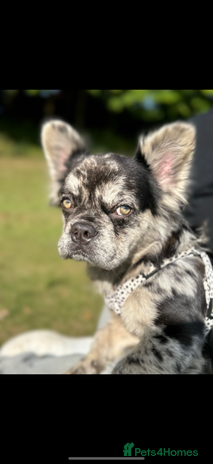 French Bulldog dogs - Advert 5