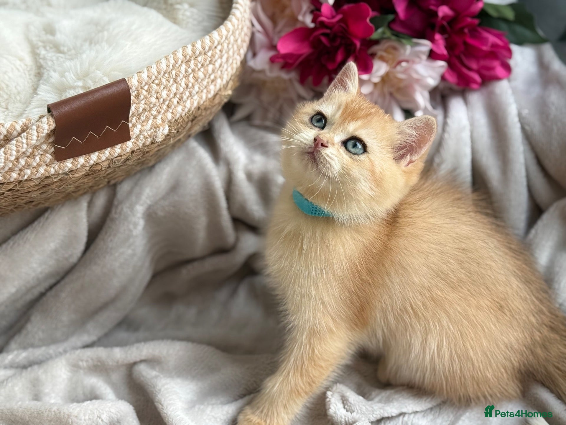 British Shorthair cats 💛Premium golden chinchilla bsh kittens 💛 - Advert 1