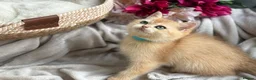 British Shorthair cats for sale: 💛Premium golden chinchilla bsh kittens 💛 - Advert 1