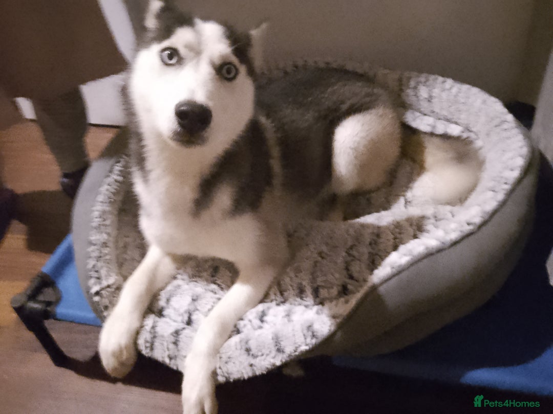 Siberian Husky dogs for sale: Beautiful Siberian Husky Puppy - Advert 19