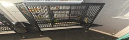 Parakeets birds for sale: Red bumped parakeets  in Lancaster - Advert 1