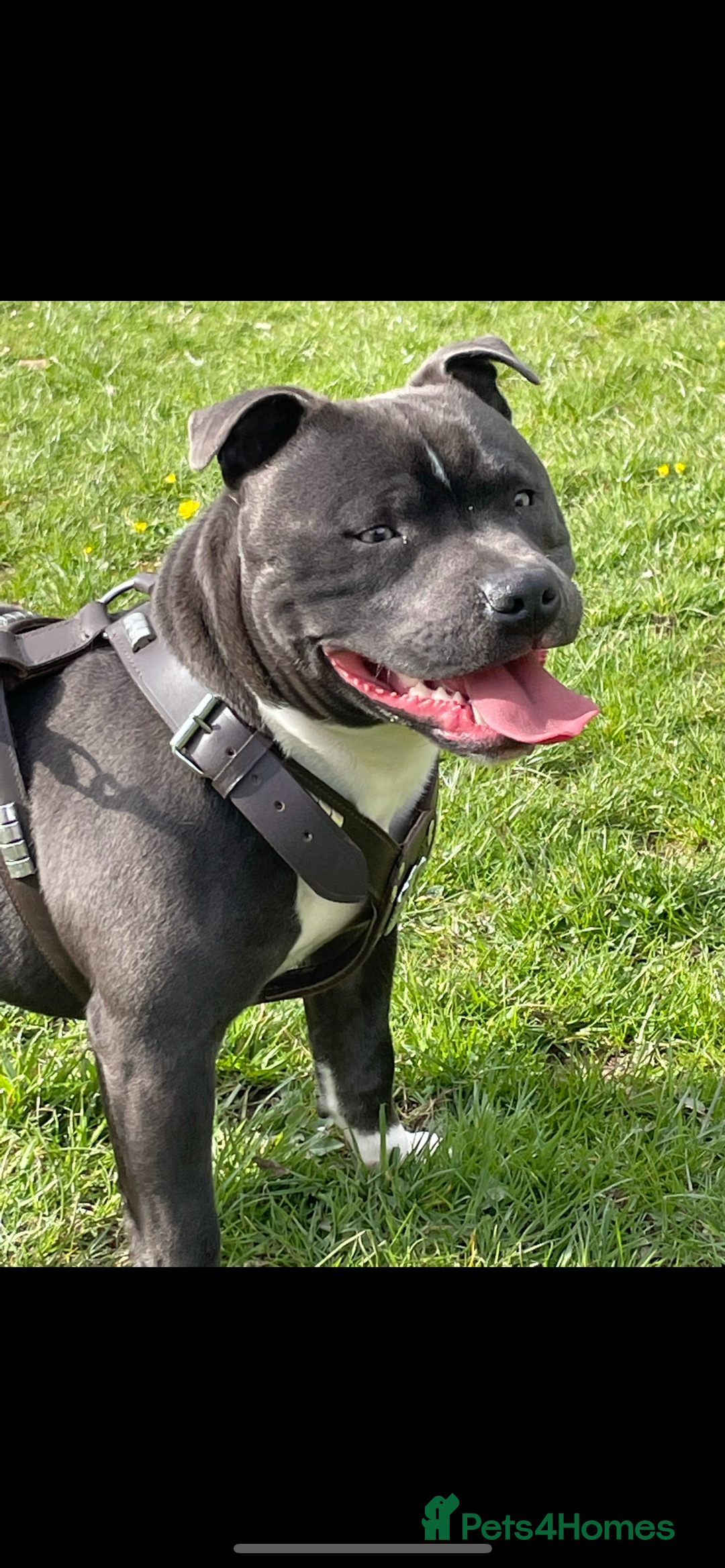 Staffordshire Bull Terrier dogs for stud: STORM - Image 2