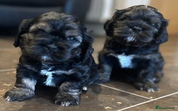 Mixed Breed dogs for sale: Three beautiful males looking for loving homes - Image 3