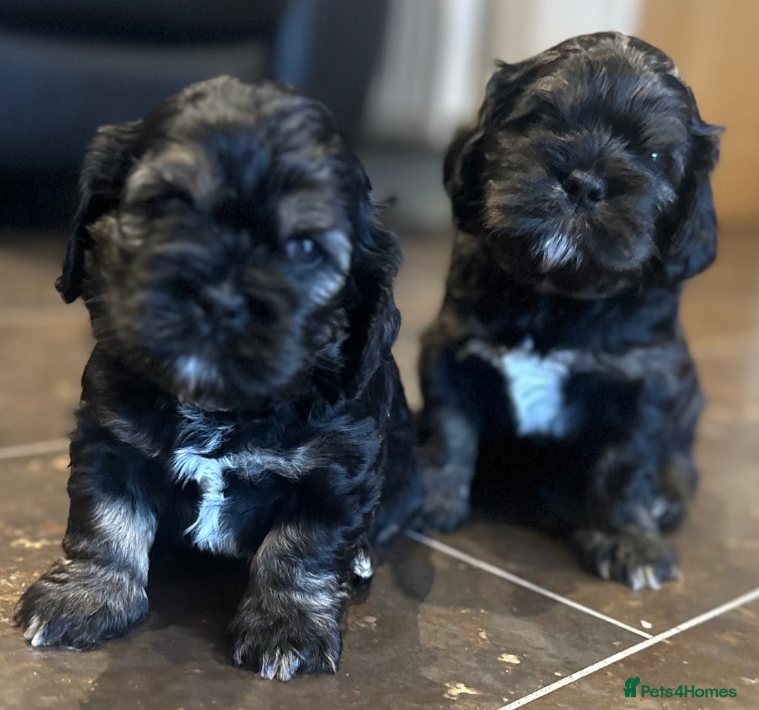 Mixed Breed dogs for sale: Three beautiful males looking for loving homes - Image 3