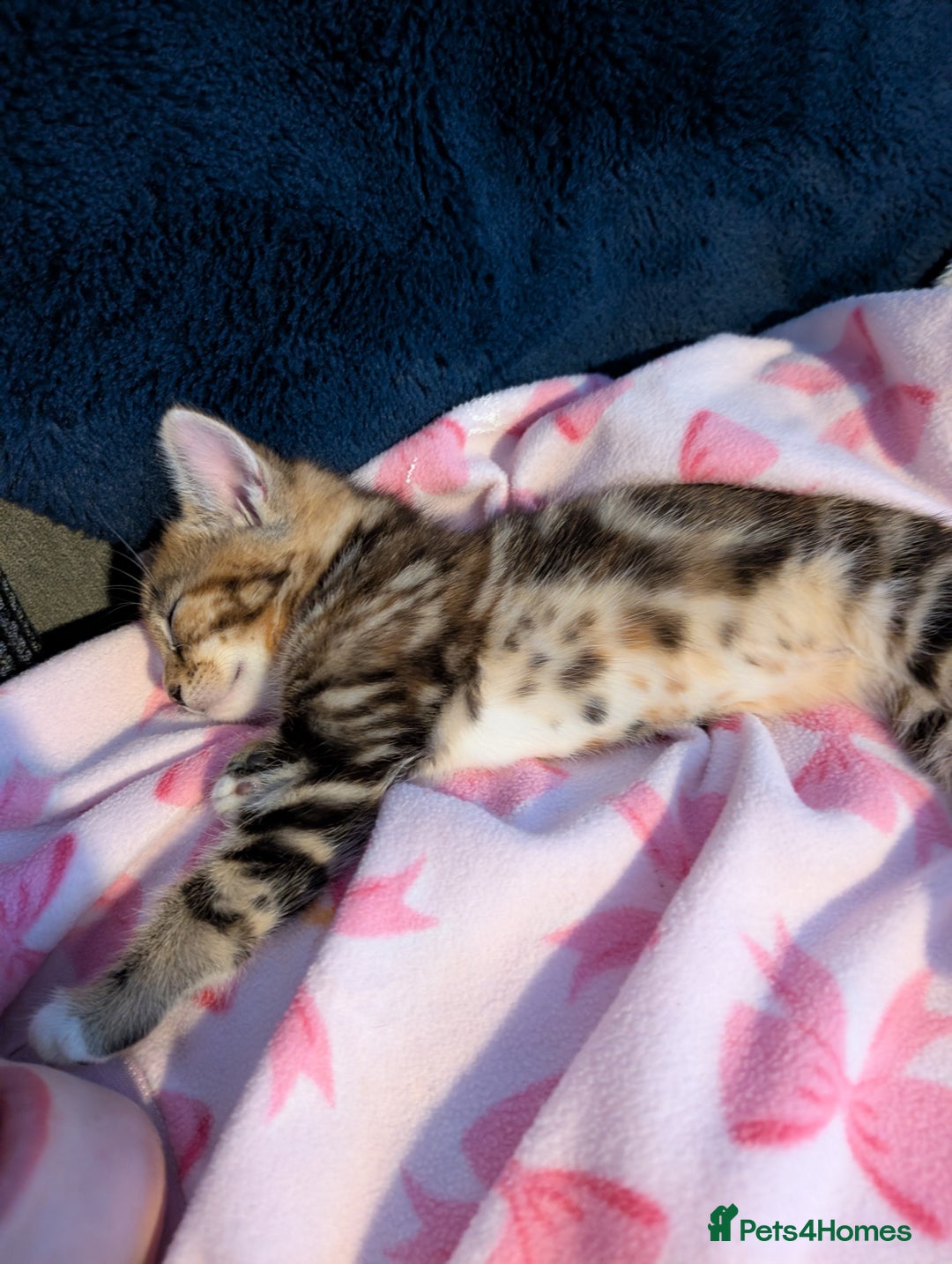 Mixed Breed cats for sale: Kitten  - Advert 7