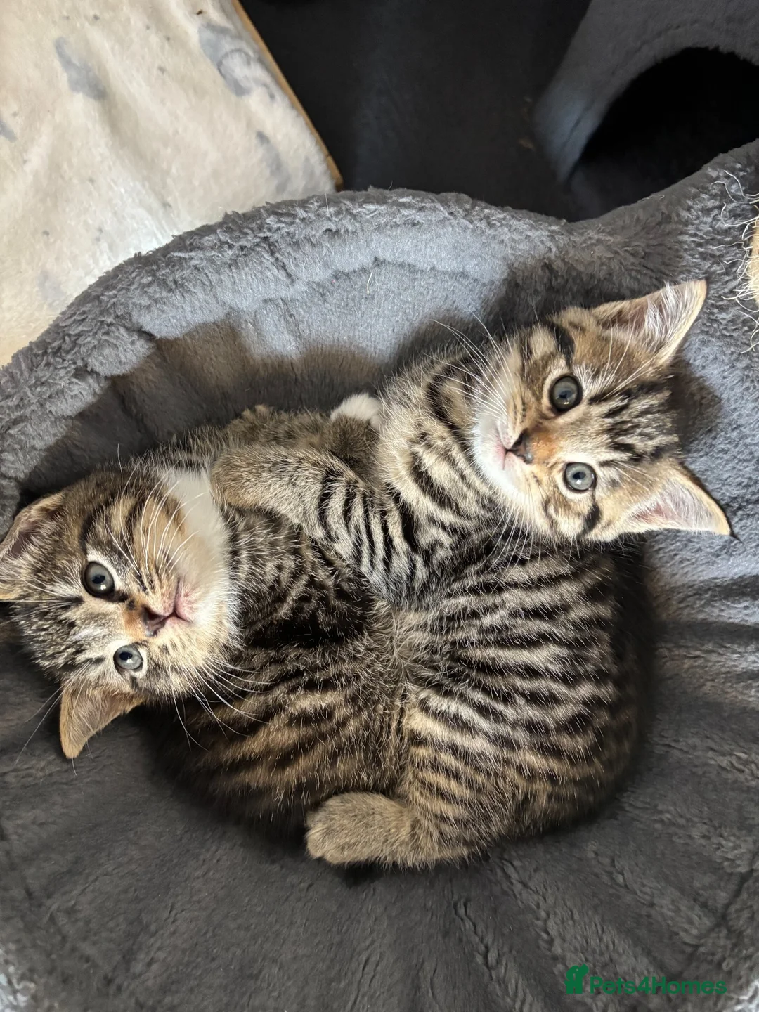 Mixed Breed cats for sale: Gorgeous tabby kittens  - Advert 1