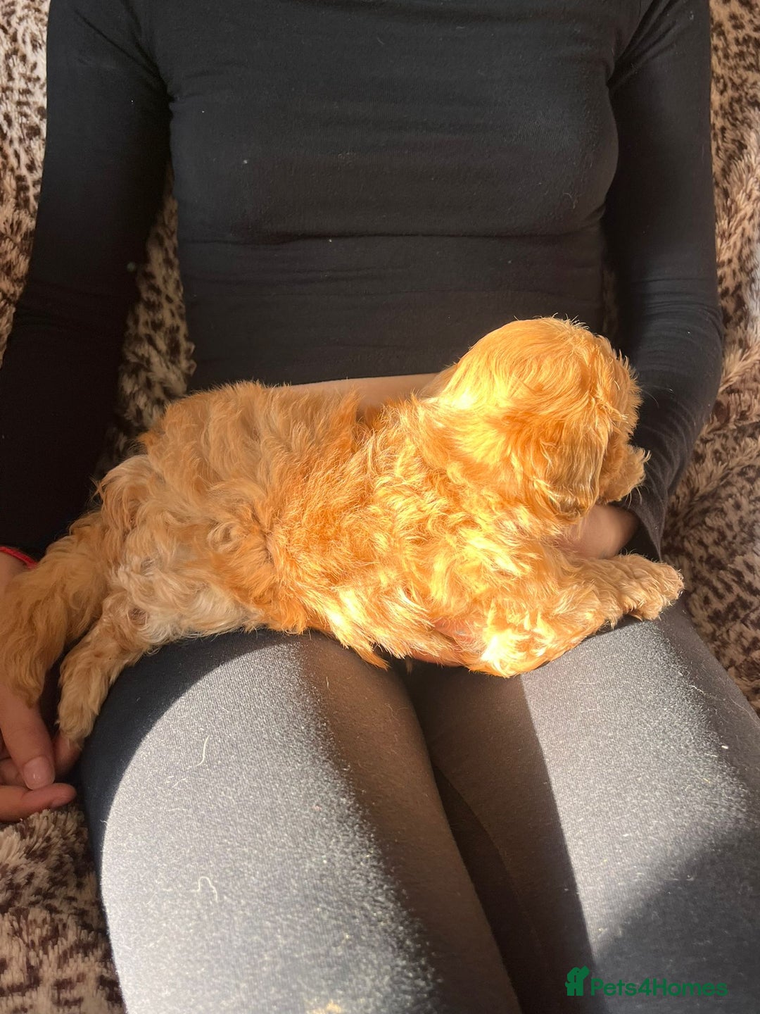 Maltipoo dogs for sale: 2 beautiful playful & lovely Maltipoo boys  - Image 19