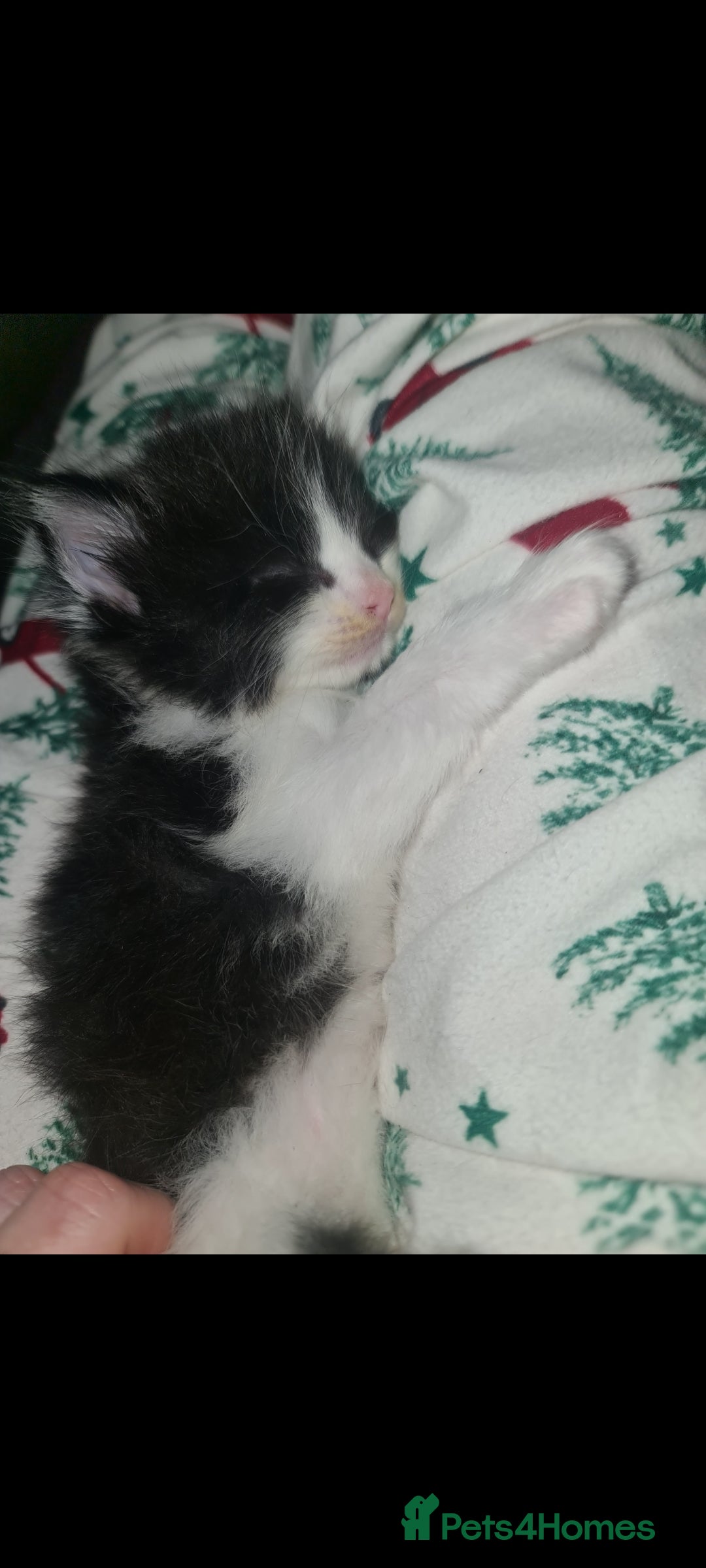 Mixed Breed cats for sale: Beautiful brothers  - Advert 4