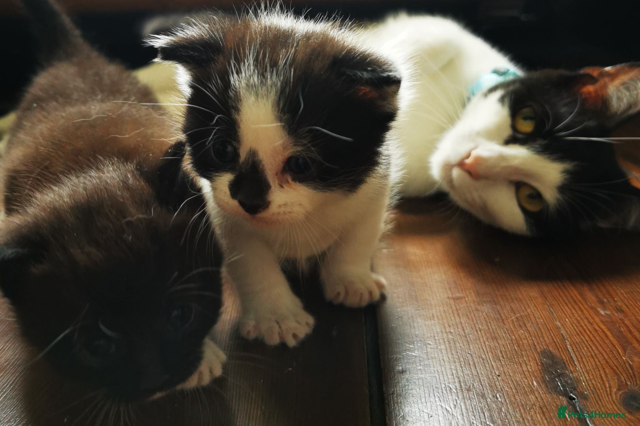 British Shorthair cats Black and white Brisish shorthair kittens - Advert 16