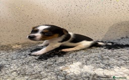 Jack Russell dogs for sale: Jack Russell puppies  - Image 5