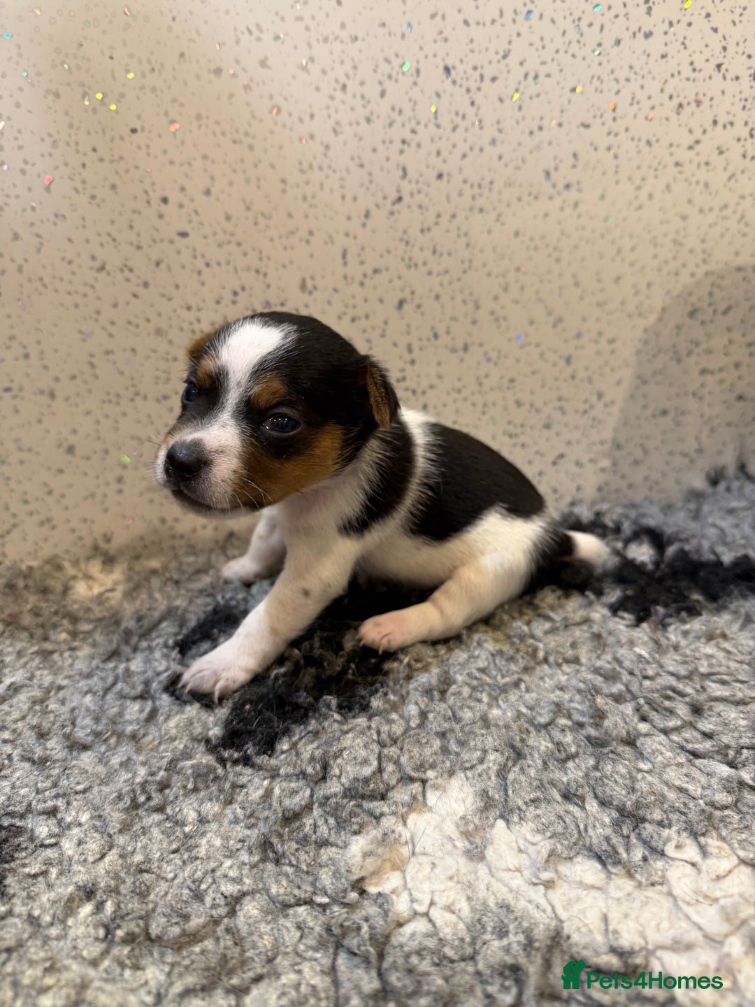 Jack Russell dogs for sale: Jack Russell puppies  - Image 5