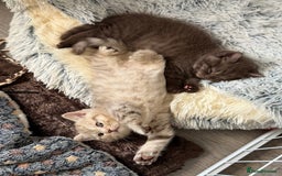 British Shorthair cats for sale: Beautiful litter of british shorthair kittens  - Image 9