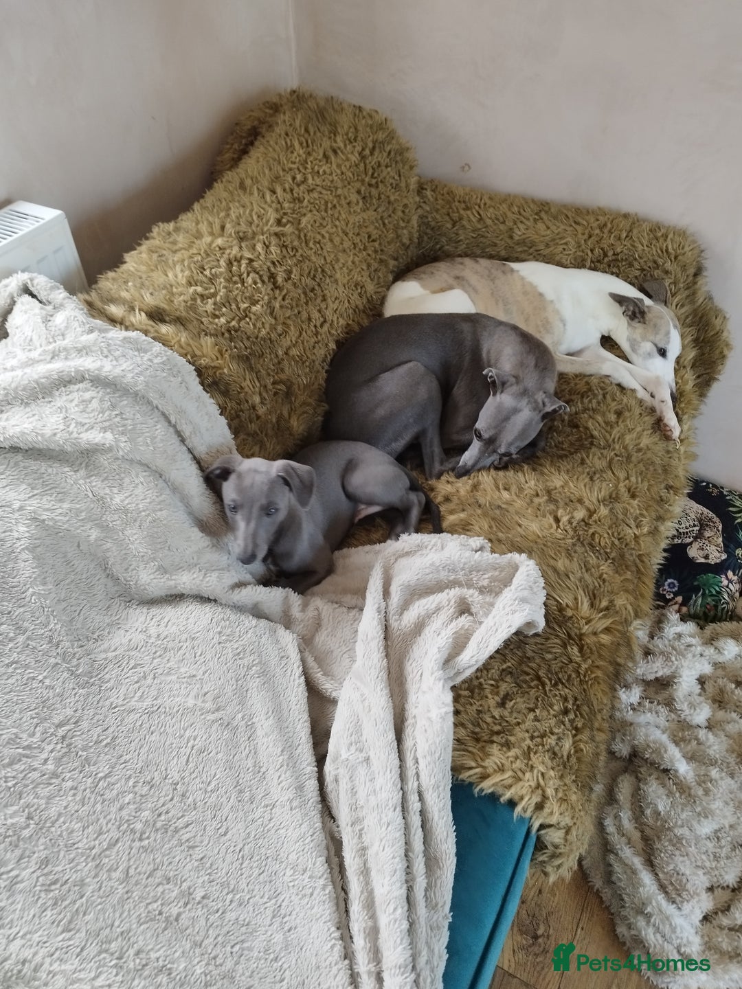 Whippet dogs for sale: Gorgeous blue KC reg whippet pups in Narberth - Image 1