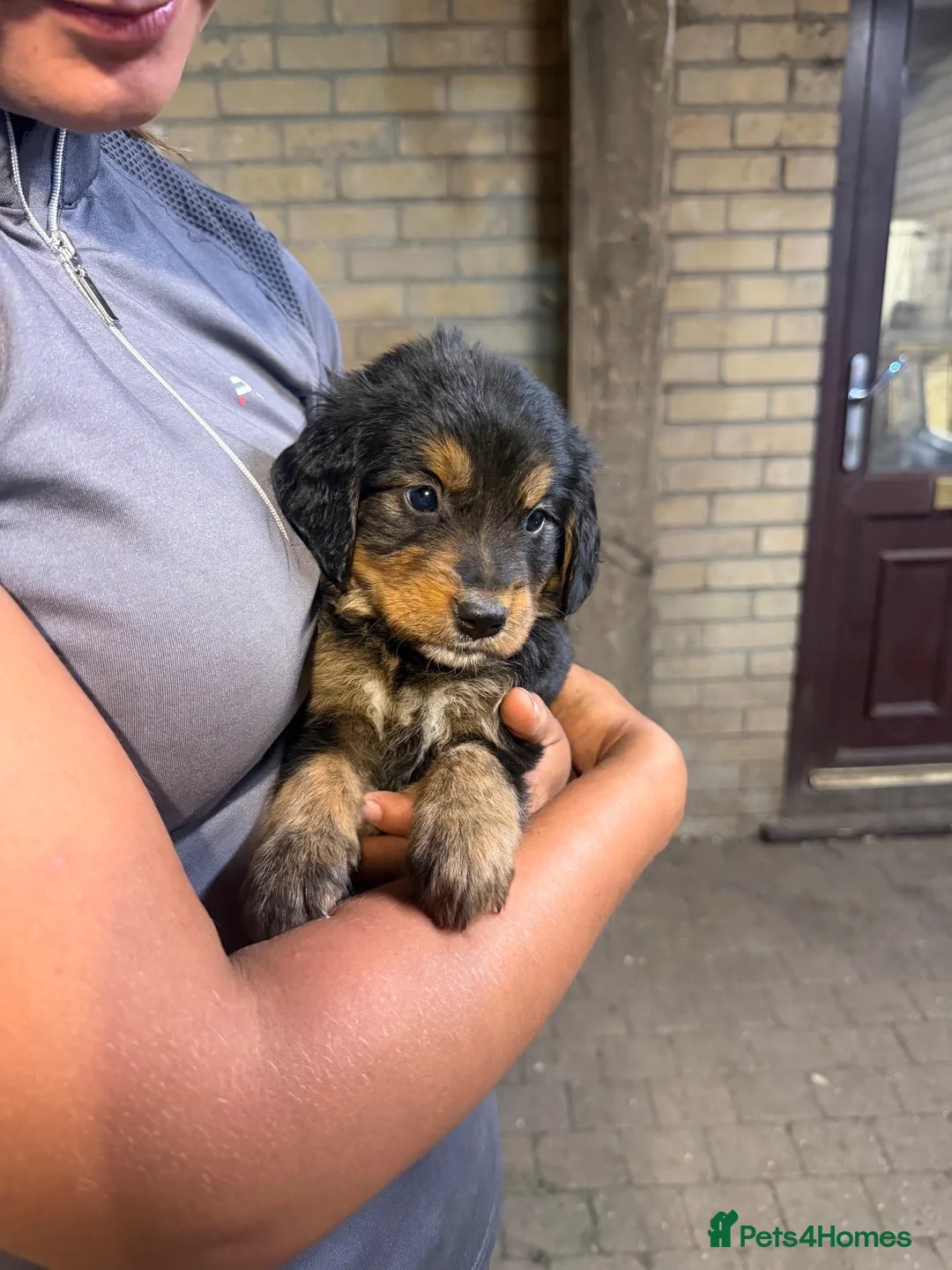 Golden Mountain Dog dogs for sale: Golden retriever x Bernese mountain dogd - Advert 1