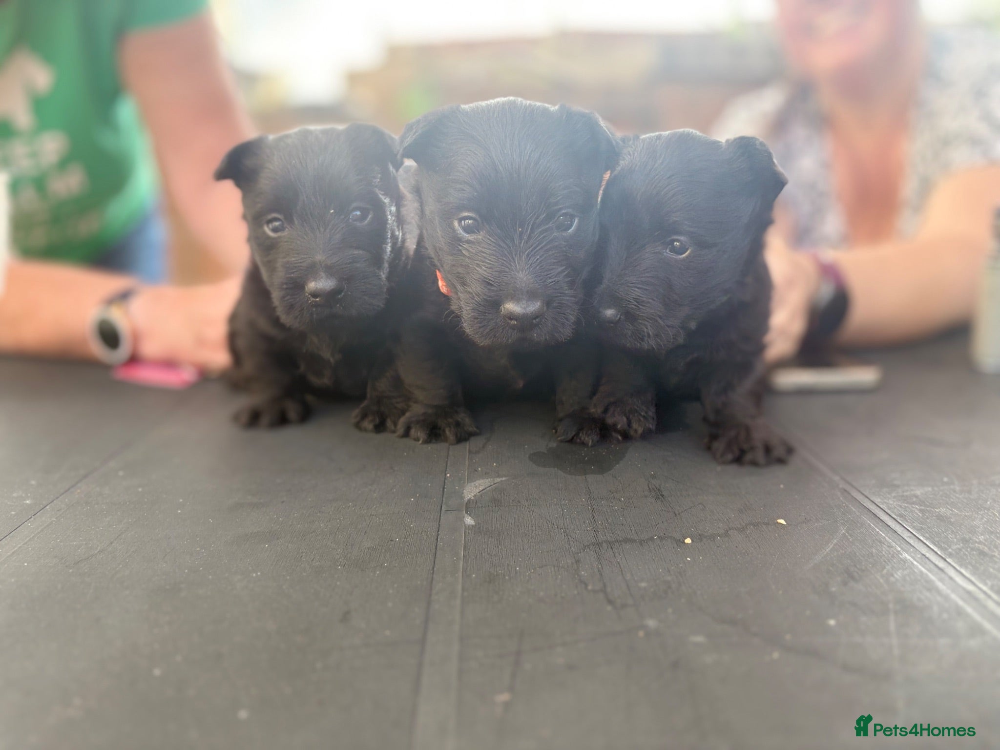 Scottish Terrier dogs 3 Beautiful KC Registered Scottish Terrier Males🐾 - Advert 1