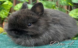 Netherland Dwarf rabbits for sale: Show Quality Pure Bred Netherland Dwarfs - Image 5