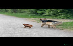 German Shepherd dogs for sale: URGENT home needed for my dogs - Image 31