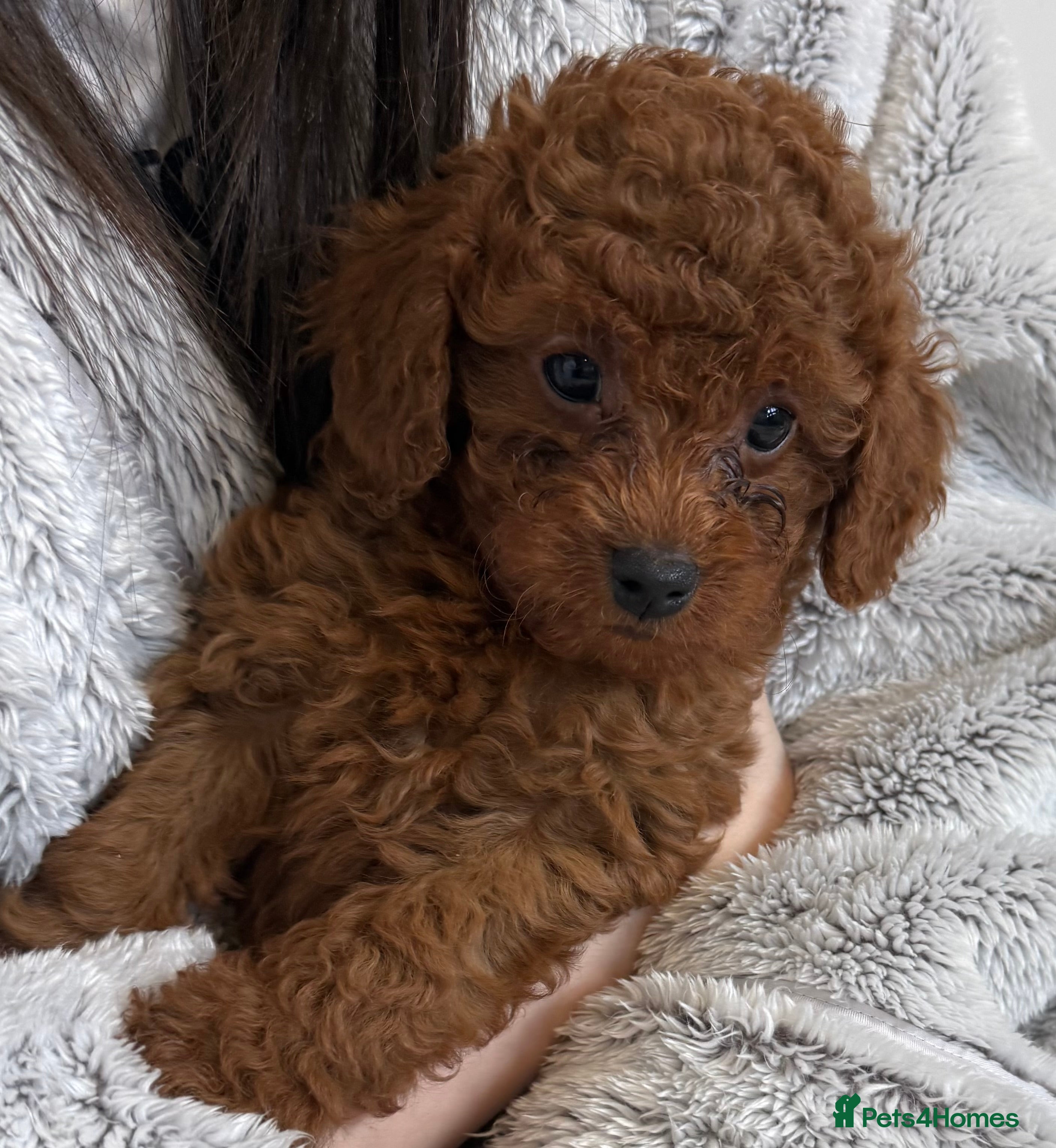 Cavapoo dogs Health tested Cavapoo puppies available  - Advert 14