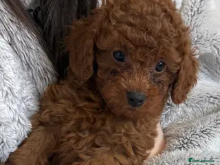 Cavapoo dogs Health tested Cavapoo puppies available - Advert 1